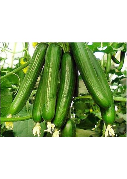 Adet Çengelköy Hıyar Salatalık Tohumu + Süpriz Hediye Tohum fiyatları