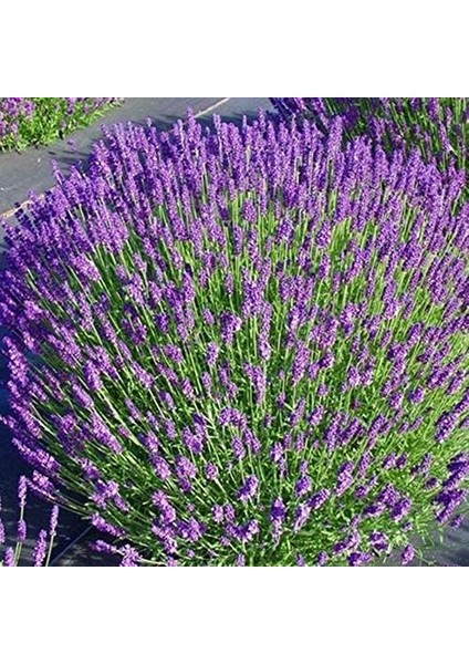 Munstead Strain Bodur Ingiliz Lavanta Çiçeği Tohumu (95 Tohum)