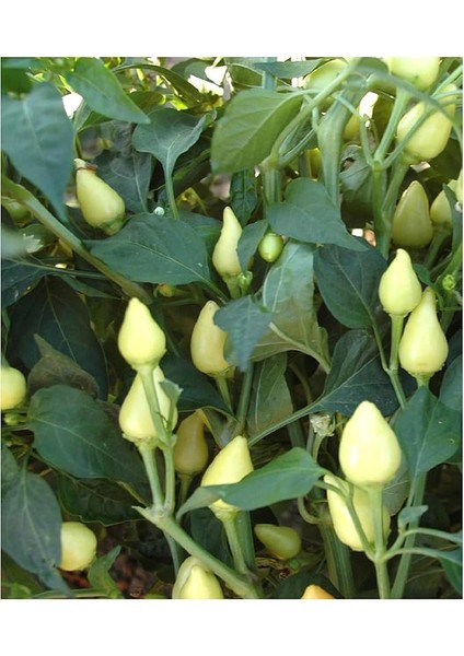 Tarım Ata Tohumu Yerli Doğal Badem Biberi 100 Adet Tohum