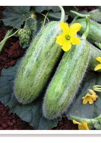 Tarım Ata Tohumu Yerli Acur Karadibek 100 Adet Tohum