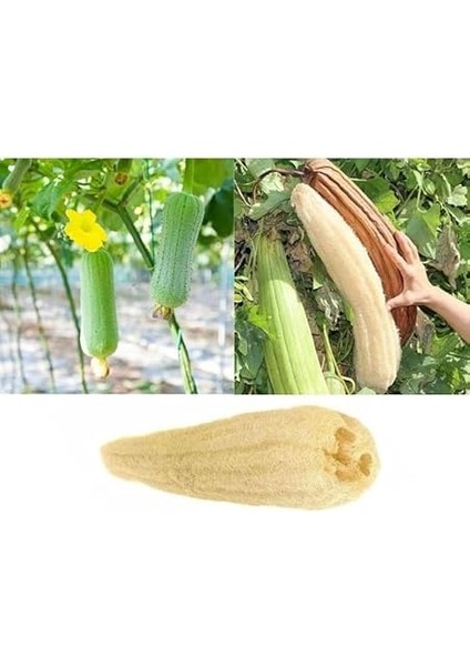 Doğal Kabak Lifi Sırt Kesesi –çift Taraflı Peeling Lifi, 70X11 Cm, Uzun Kulplu, Selülit Karşıtı, Rovin Kumaşlı, Cilt Temizleyici Yenileyici Canlandırıcı Etki, Hücre Yenileme,exfoliating Kese fırsatları