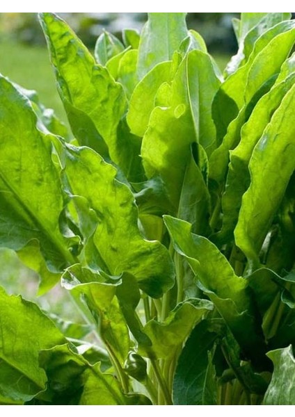 Garden Doğal Ekşili Ot Kuzukulağı 1000 Ad. Tohum