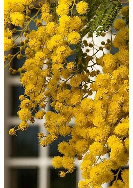 Dünyam Sarı Mimoza Ağacı Tohumu / 5 Adet Tohum indirimleri