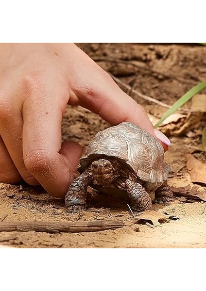 Dev Tosbağa fiyatları