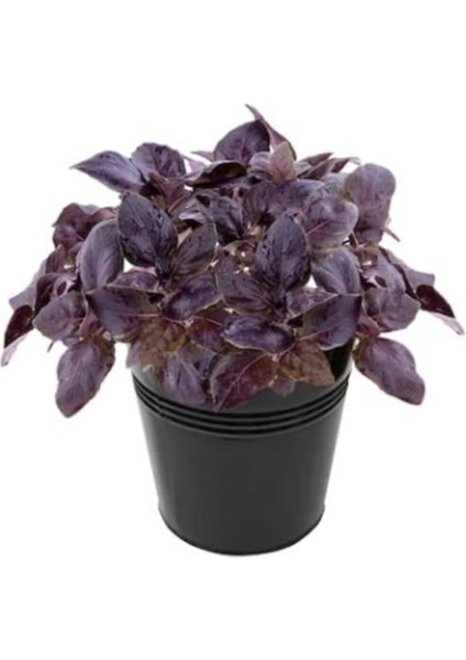 Kokulu Mor Reyhan Tohumu Ekim Seti 50 Tohum Fesleğen Saksı Toprak Kombin