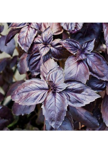 Kokulu Mor Reyhan Tohumu Ekim Seti 50 Tohum Fesleğen Saksı Toprak Kombin fırsatları