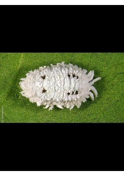 Adet Çiçek, Bitkiler Için Unlu Pamuk Biti Ilacı Bitki Besini Hediyeli fiyatları