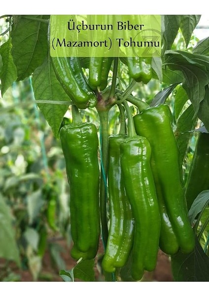 Organik 6 Paket Tohum NO18 Arpacık Soğan 1 Kg. Iska Hibrit Salatalık Patlıcan Köy Domatesi Biberi Tohumu indirimleri