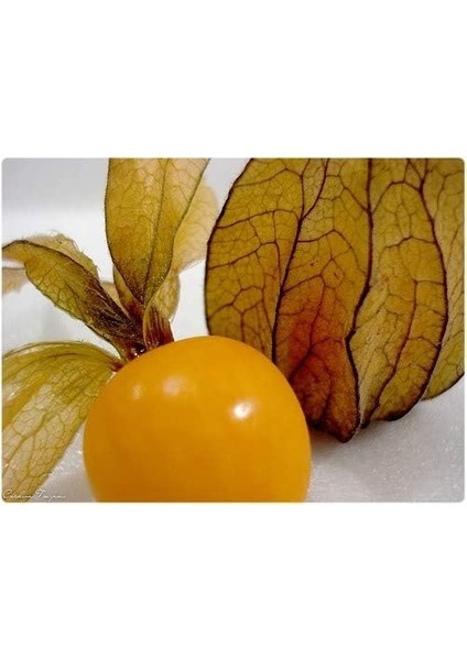 Saksılık Altın Çilek 25+Tohum +Saksı+Toprak