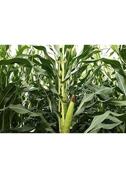 Tarım Yerli Doğal Süt Mısır Haşlama Közleme 50 Ad. Tohum