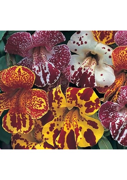 Karışık Mimulus Misk Çiçeği F1 Tohumu (30 Tohum) fiyatları