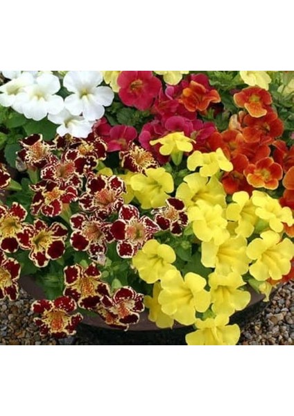 Karışık Mimulus Misk Çiçeği F1 Tohumu (30 Tohum) indirimleri