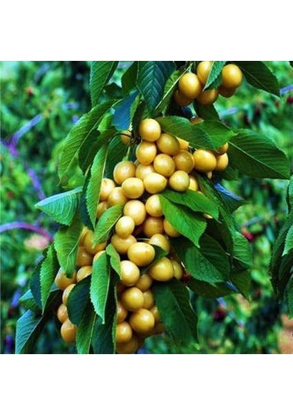 Tüplü Yarı Bodur Starks Gold (Sarı Kiraz) Kiraz Fidanı