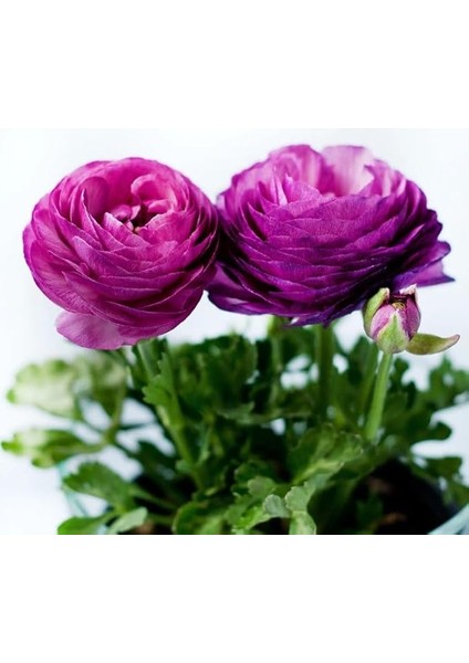 Şakayık Tohumu (Kalıcı ve Katlı Çiçek) - Mor Renkli - 5 Tohum