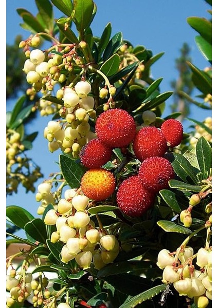 Dağ Çileği Tohumu / 20 Adet Dağ Çileği Tohumu fiyatları