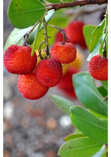 Dağ Çileği Tohumu / 20 Adet Dağ Çileği Tohumu fırsatları