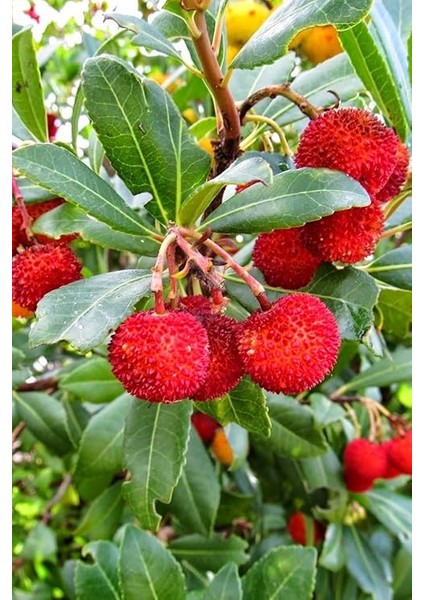 Dağ Çileği Tohumu / 20 Adet Dağ Çileği Tohumu indirimleri