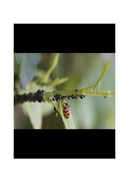 Adet Çiçek ve Bitkiler Için Sinek ve Yaprak Biti Ilacı 2 Litre fırsatları