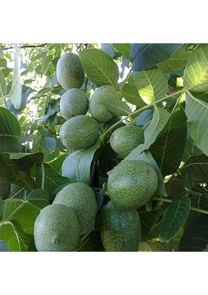 Sepetim 3 Yaş Aşılı Chandler Ceviz