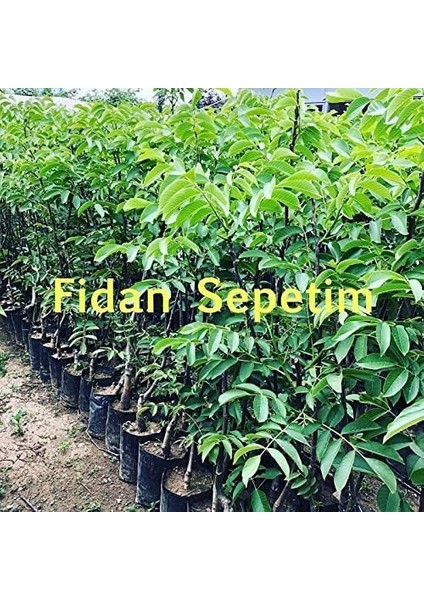 Sepetim 3 Yaş Aşılı Chandler Ceviz fiyatları