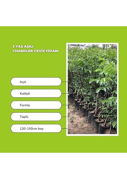 Sepetim 3 Yaş Aşılı Chandler Ceviz modelleri