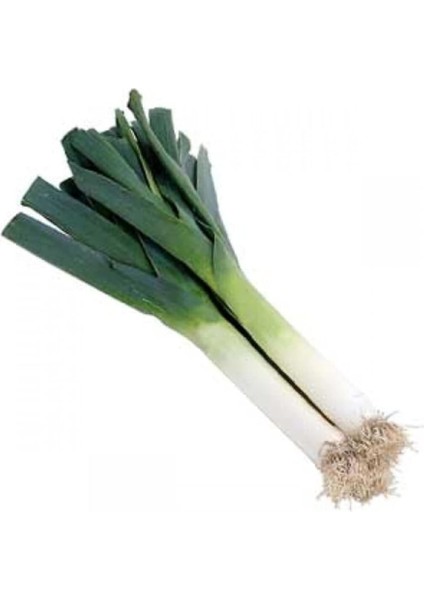 Inegöl Pırasa Tohumu 100 Adet Tohum