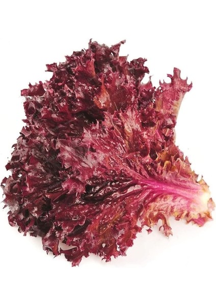 Kıvırcık Marul Tohumu / 40 Adet Tohum