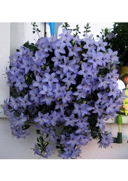 Dünyam Campanula Mavi Çan Çiçeği Tohumu 10 12 Adet