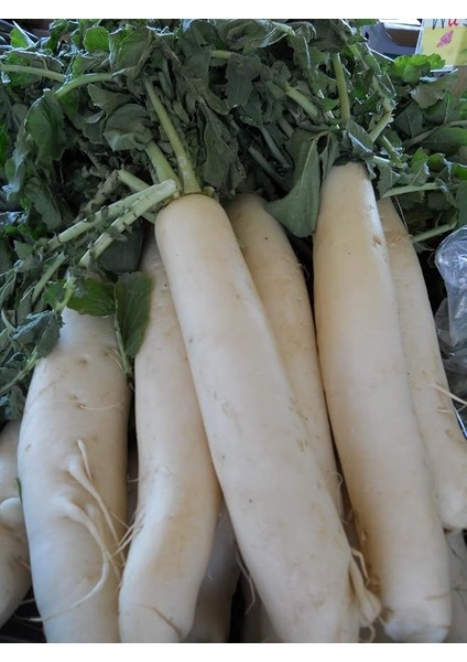 Garden Doğal Ithal Japon Turpu 100 Ad. Tohum