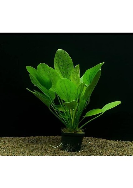 Muricatus 1 Buket 1 Kök Sert Yapraklı Kolay Akvaryum Bitkisi,canlı Bitki fiyatları