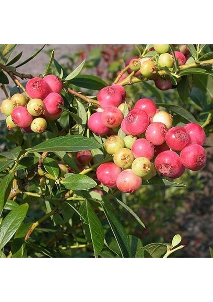 Nadir Pink Lemonede Pembe Yaban Mersini Fidanı fiyatları