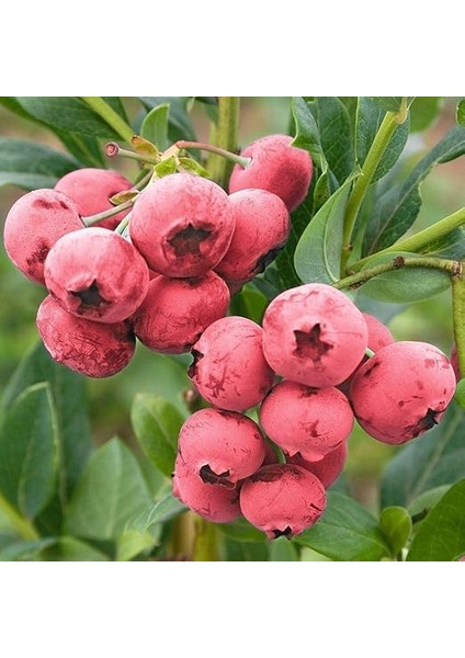 Nadir Pink Lemonede Pembe Yaban Mersini Fidanı modelleri