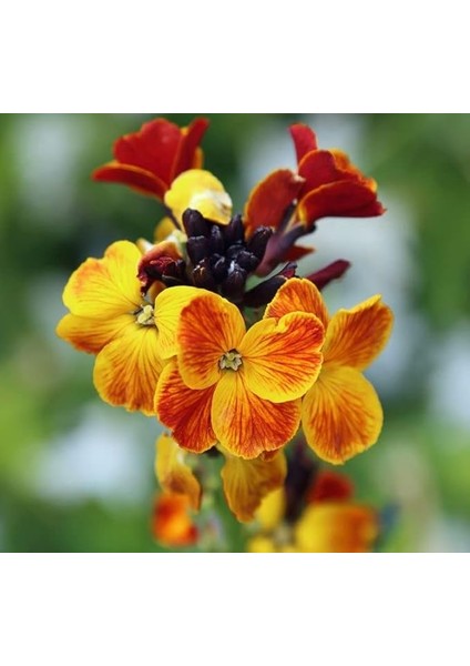 Sarı Şebboy Tohumu (Kokulu) - 25 Tohum