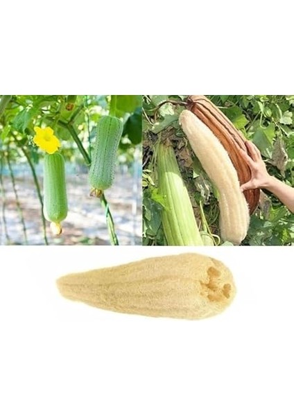 Doğal Kabak Lifli Kese Banyo Eldiveni–çift Taraflı Vucüt Kesesi Peeling ELDIVEN,15X23 Cm,exfoliating Rovin Kumaş, Cilt Temizleyici Yenileyici Canlandırıcı Etki, Selülit Karşıtı,hücre Yenileme fırsatları