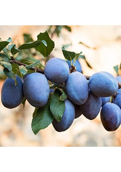 Sepetim 3 Yaş Aşılı Mürdüm Erik Fidanı *yarı Bodur*