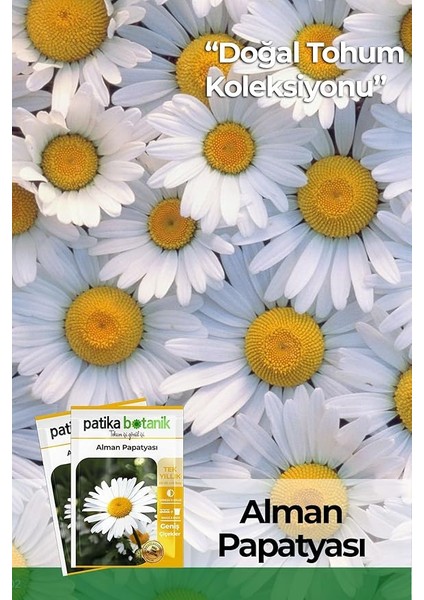 Botanik 100 Adet Alman Papatya Tohumu