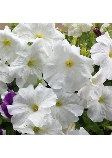 Beyazların Dansı White Akşam Sefası Çiçeği Tohumu(20 Tohum)