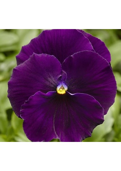 Hercai Menekşe Tohumu Katlı - Mor Renkli (10 Tohum)