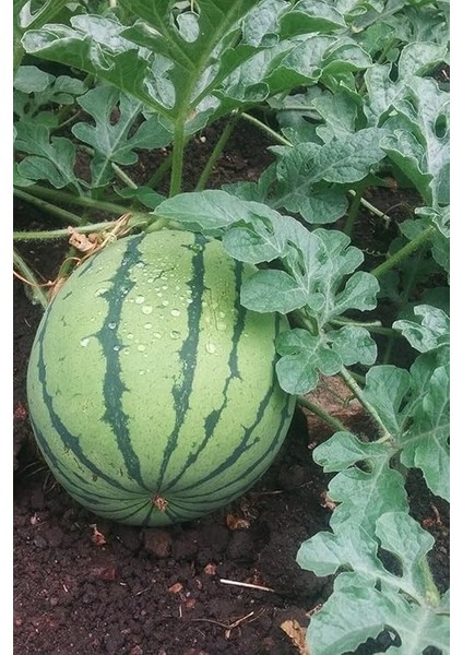 Dünyam Sarı Karpuz Tohumu 60 Adet indirimleri