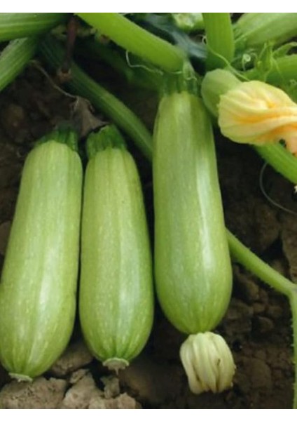 Garden Doğal Sakız Tipi Dolmalık Kabak Tohumu 20 Ad. Tohum