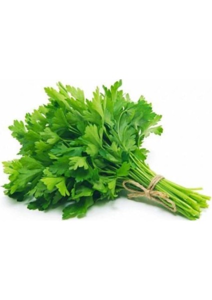 Dünyam 100 Adet Doğal Geniş Yapraklı Maydonoz Tohumu