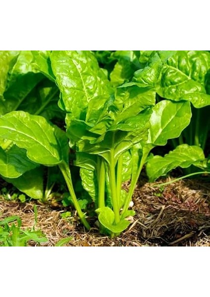 Matador (Çoklu Tohum) - 10 Gram fiyatları