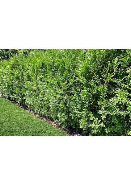 Soaker Hose Hortum 15 M fırsatları