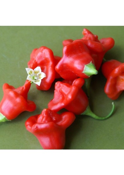 Ithal Kırmızı Gül Biberi Tohumu Ekim Seti 5 Tohum Biber Tohumu Saksı Toprak Kombin fırsatları
