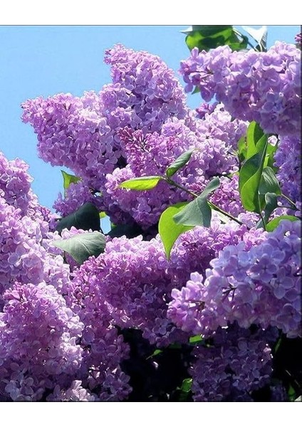 Leylak Ağacı Fidanı [syringa Chinensis) 3 Yaş fiyatları
