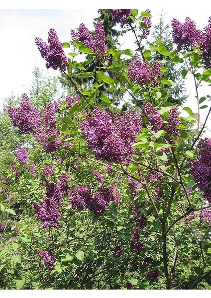 Leylak Ağacı Fidanı [syringa Chinensis) 3 Yaş modelleri