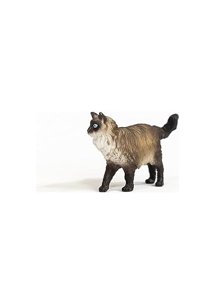 Ragdoll Kedi modelleri