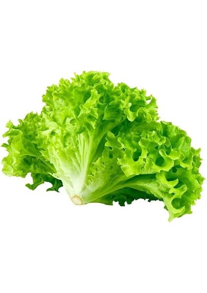 Marul (Çoklu Tohum) - 5 Gram