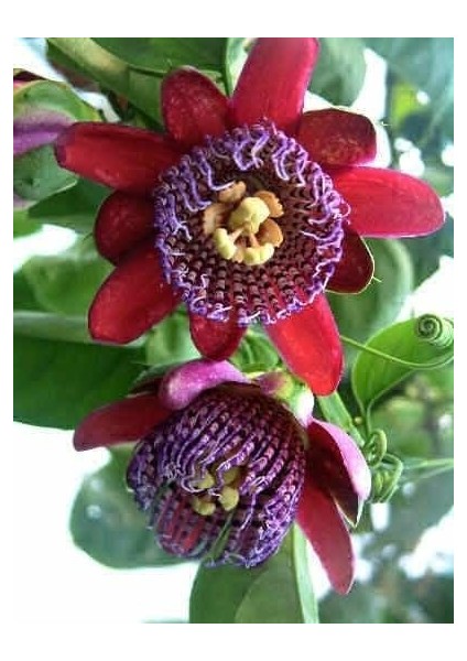 Passiflora Çarkıfelek Çiçeği Tohumu(5 Tohum)