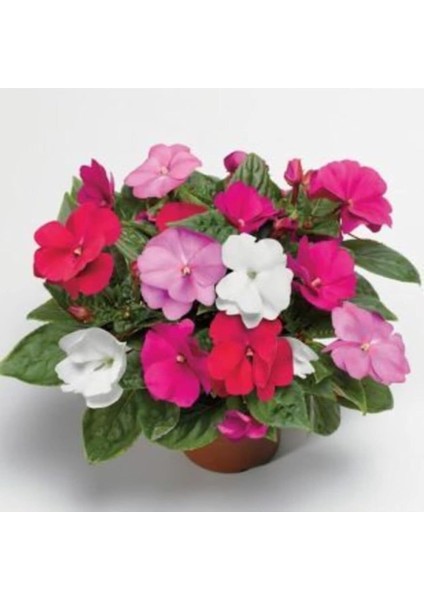 Look Cezayir Menekşesi Çiçeği Tohumu Ekim Seti TH-DSHNLLKSET200 fiyatları